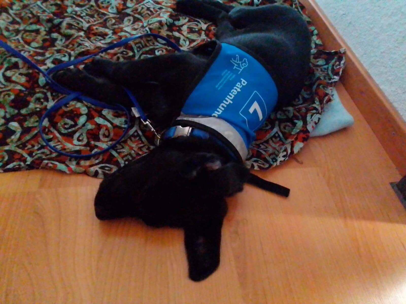 Kira porte son gilet bleu sur lequel nous pouvons lire «L» (comme sur les voitures des élèves conducteurs), chien en parrainage ainsi que le logo de son école.