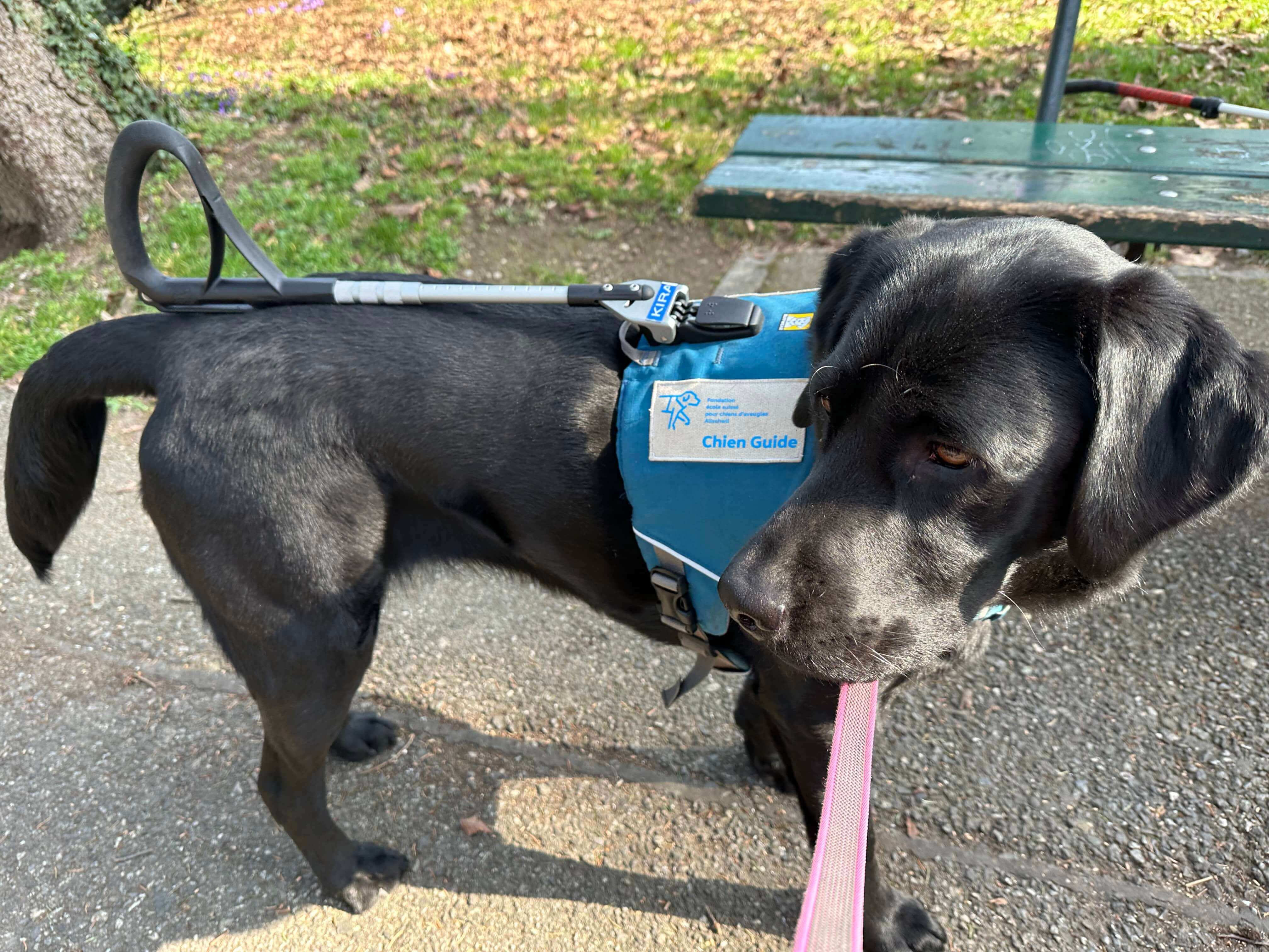 Kira, vue de profil, porte son harnais de travail Unifly de couleur bleu, avec le logo de l’école, sur lequel nous pouvons lire : chien guide
