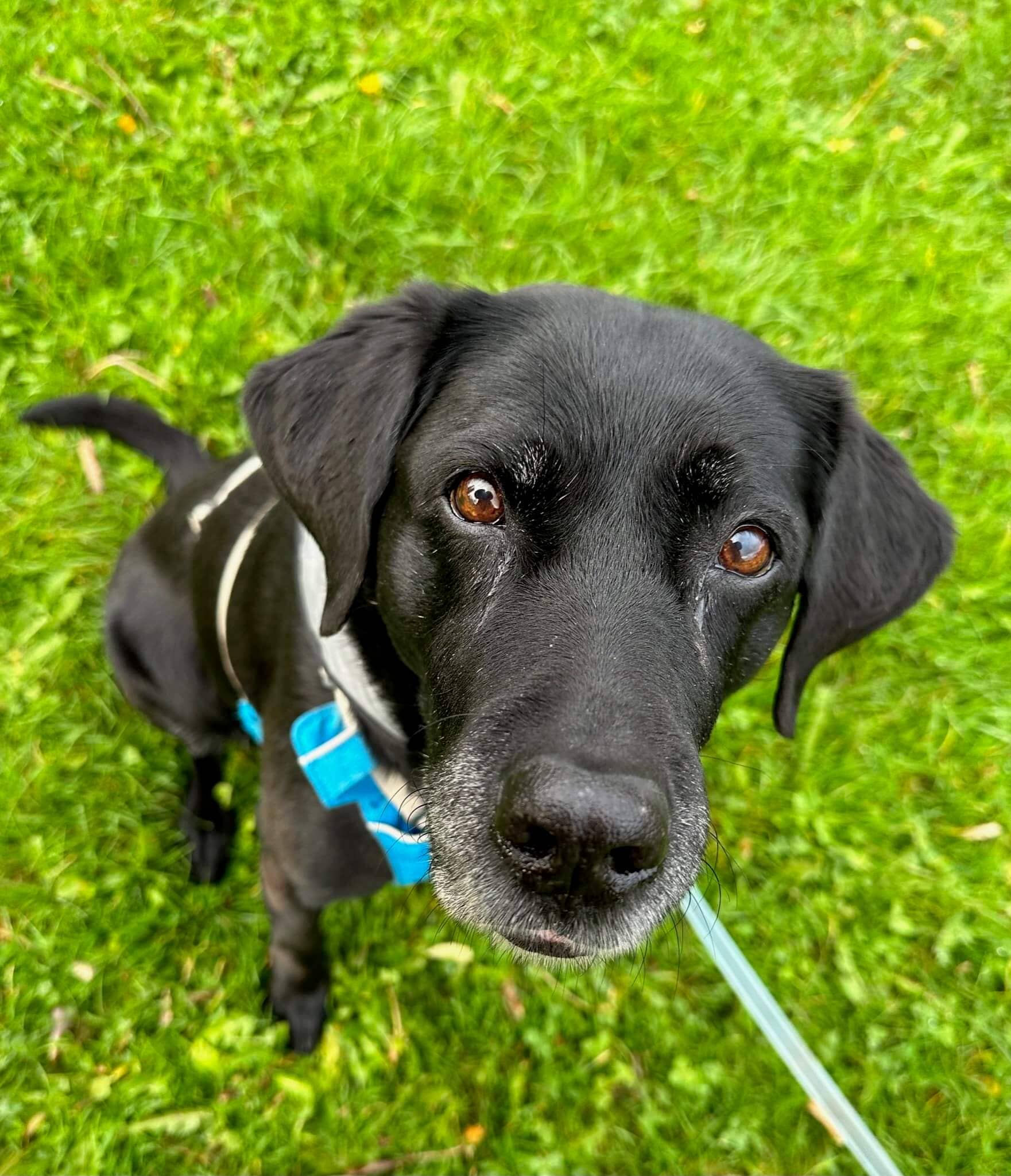 Yuka est assise dans l’herbe et photographiée de près, ce qui nous permet de distinguer ses poils blancs naissants autour de ses yeux et qui sont bien plus concentrés autour de sa gueule