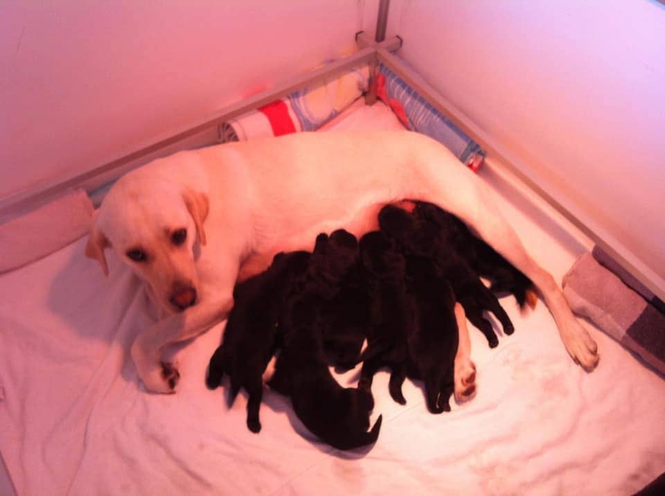Dans la nursery de la fondation romande de chiens-guides, nous voyons Shila, la mère de Yuka, de couleur beige, en train d’allaiter ses 8 petits tout noirs.