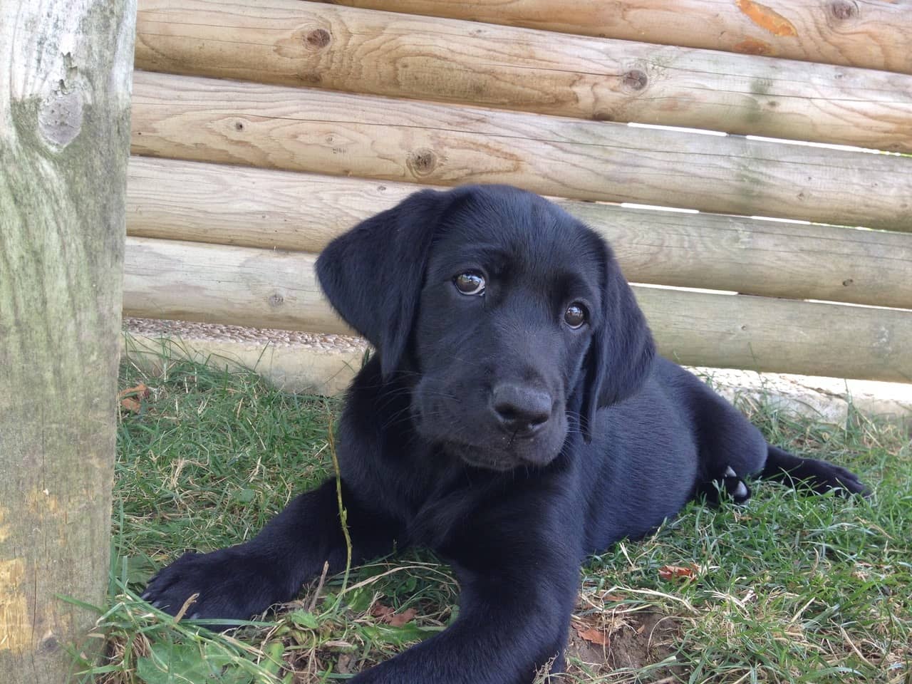 Une photo de Yuka lorsqu'elle était encore un chiot