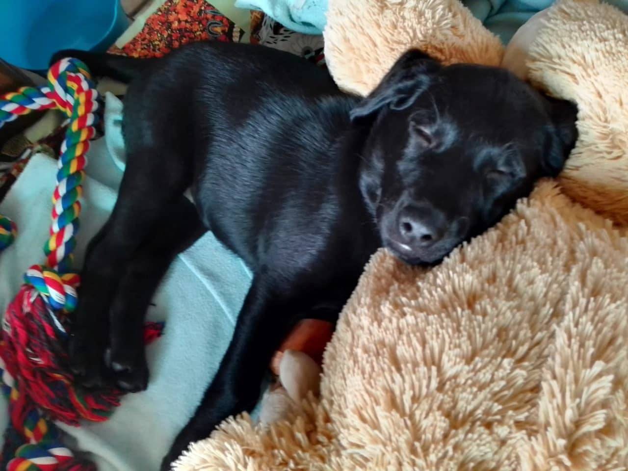 Une photo de Kira lorsqu'elle était encore un chiot
