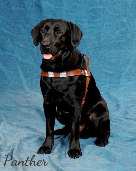 Un magnifique portrait de Panther, le père de Yuka, qui a été pris dans son école de chien-guide new-yorkaise.