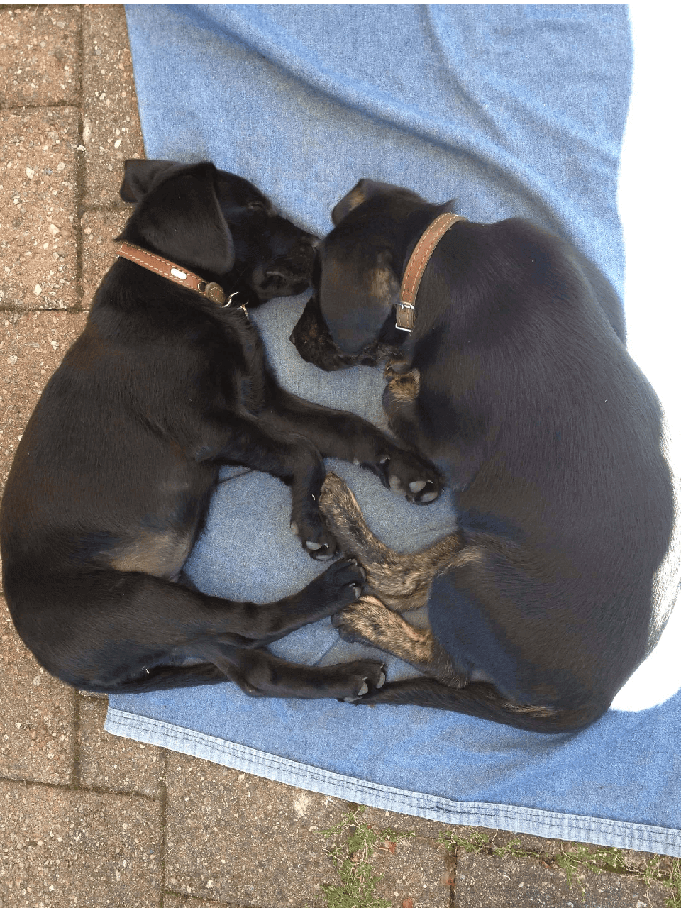 Yuka et sa sœur Ybsi, âgées de 2 mois, sont couchées, face à face sur une couverture. Leur têtes sont en contact