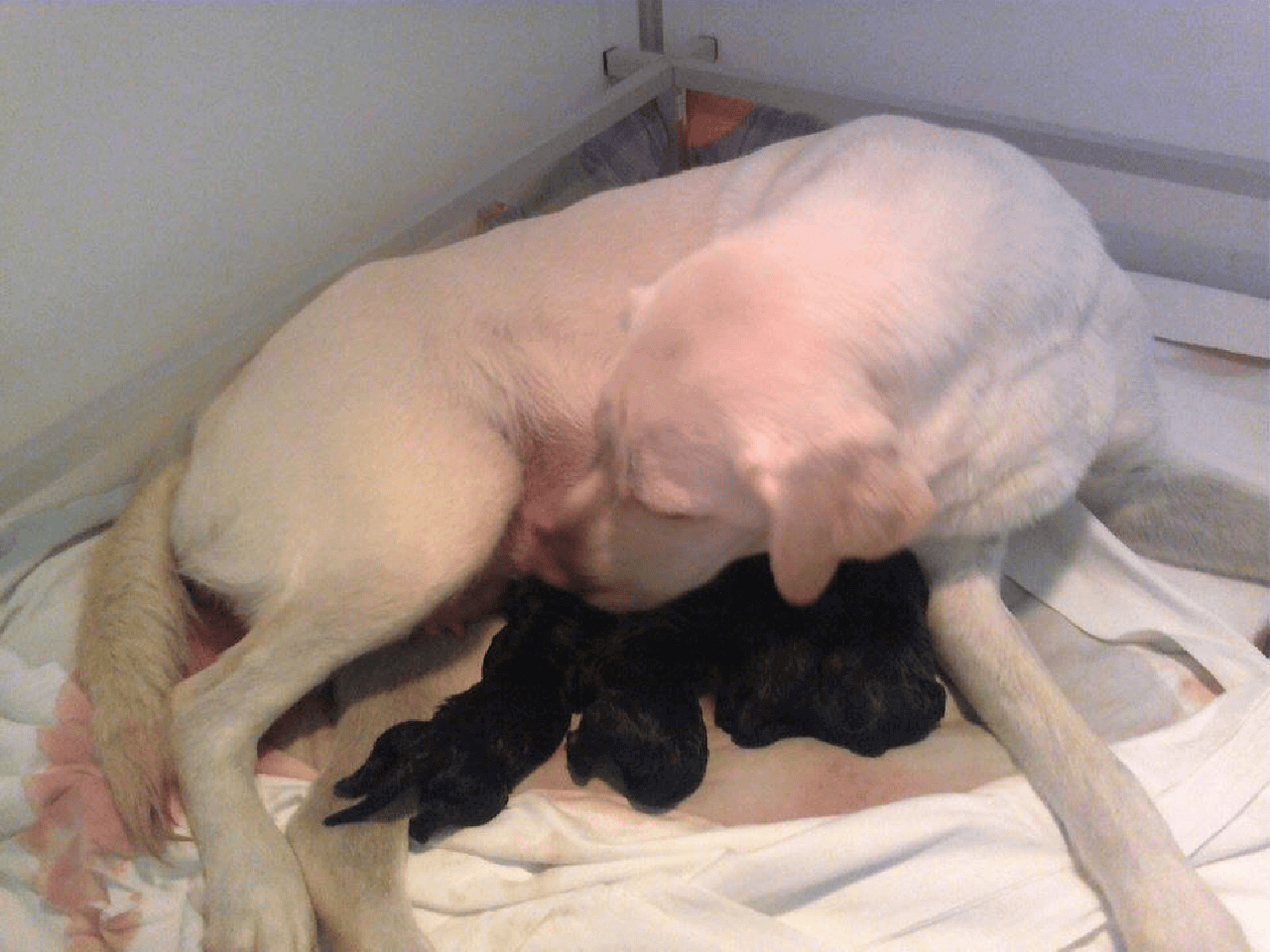 Sur cette photo la blanche Shila est en train d'allaiter ses 8 chiots tout noirs. 