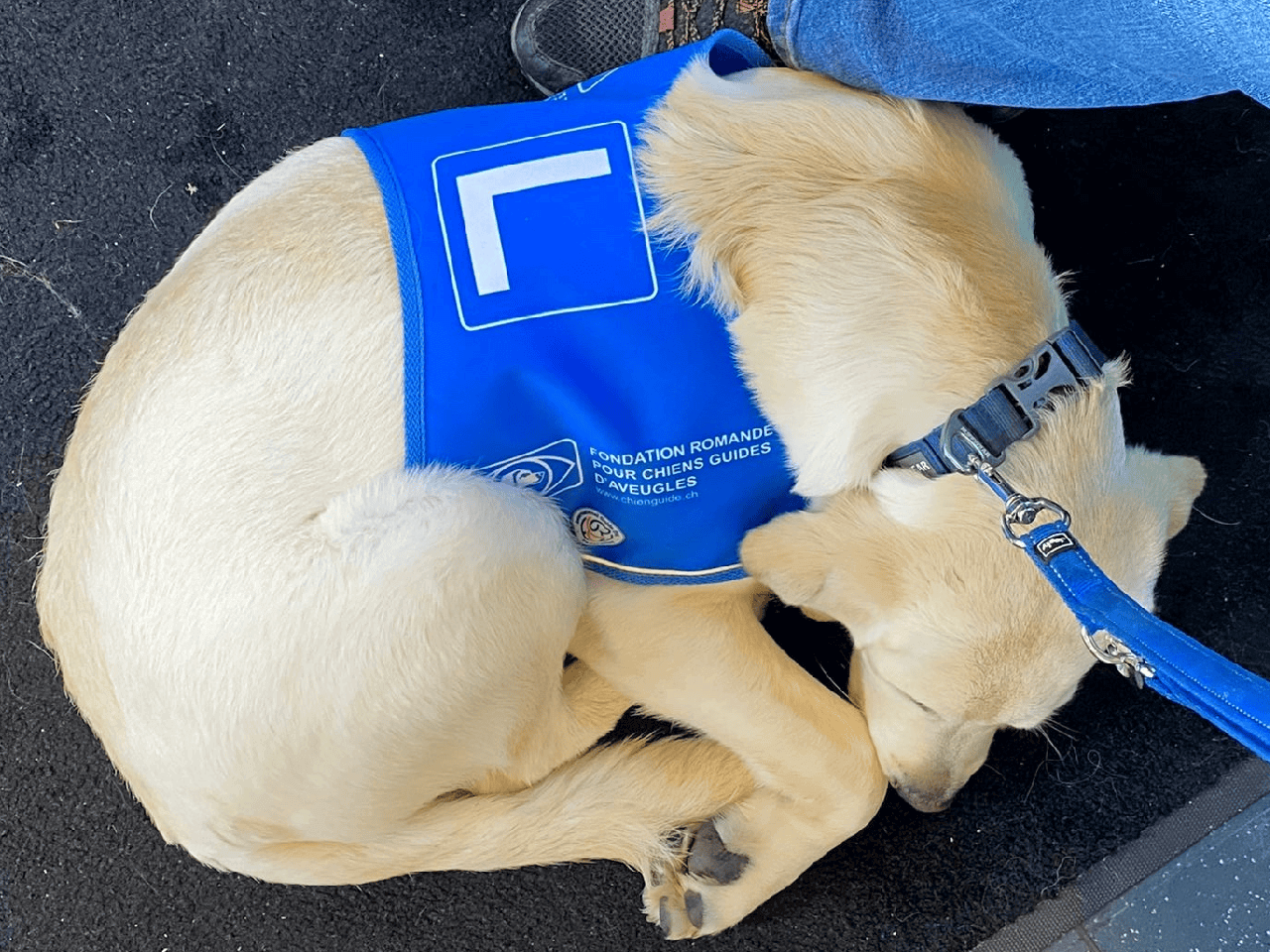 Sur cette photo, un mignon chiot, labrador beige, est couché aux pieds d'Ariane, sa marraine. Il porte sa chabraque bleue avec le symbole L pour indiquer qu'il est un apprenti chien-guide.