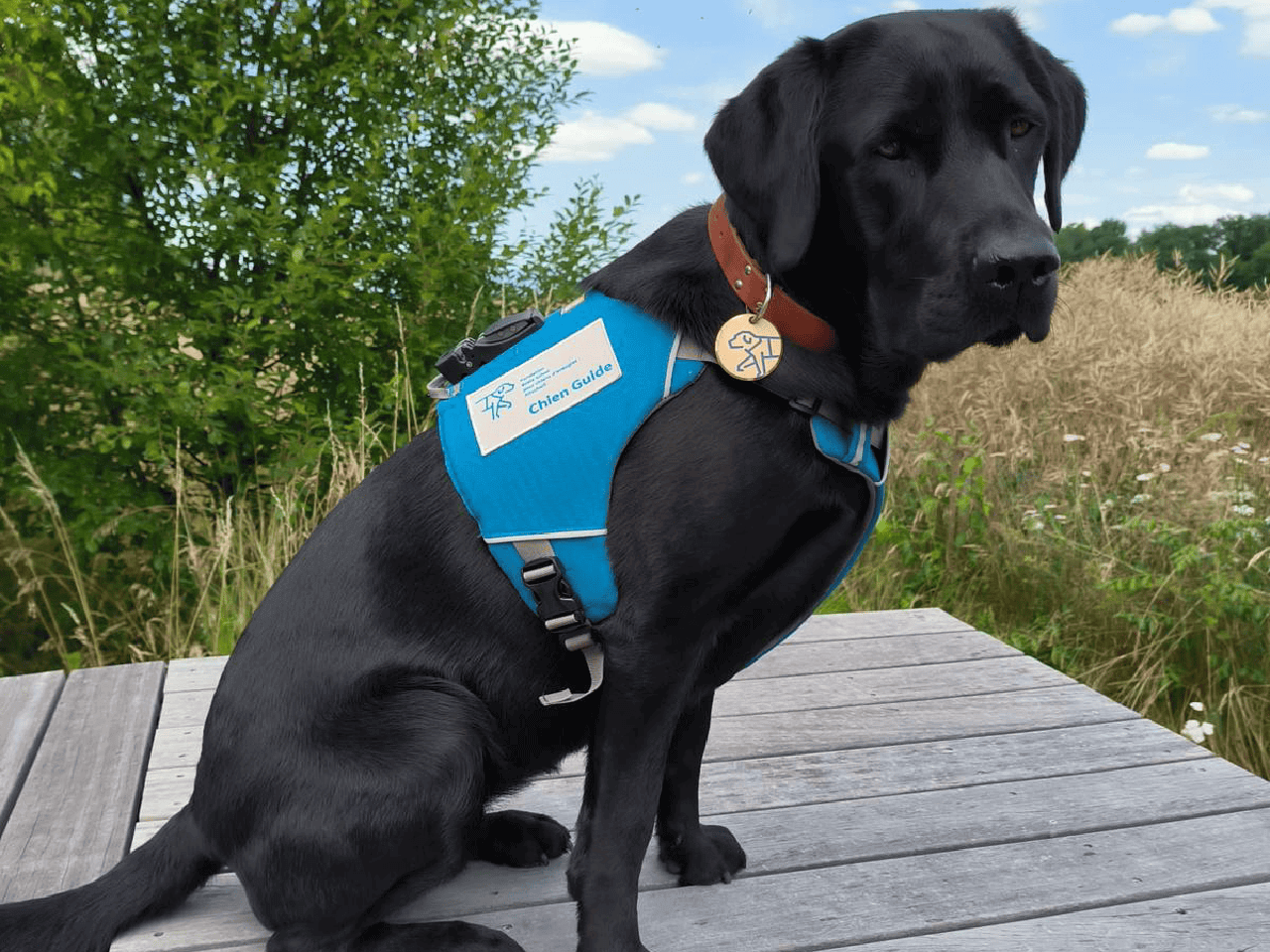 Sur cette photo, Kira, qui vient de réussir son expertise à l'issue de sa formation à l'école de chien-guide, portant fièrement son harnais de travail, est assise et regarde l'objectif. 