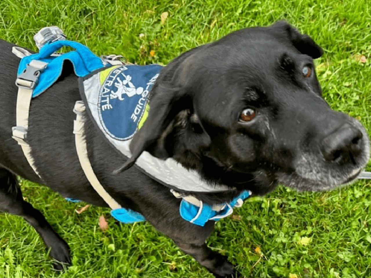 Sur cette photo, Yuka, dont le museau commence à se décorer de magnifiques poils blancs, porte son bandana indiquant qu'elle est une chienne-guide retraitée.