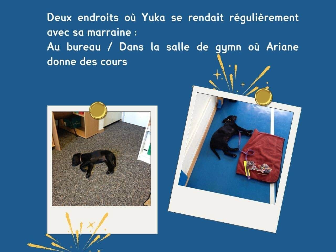 Un collage de 2 photos où on voit Yuka à 3 mois dans le bureau et dans une salle de gymn où se rendait régulièrement Ariane.