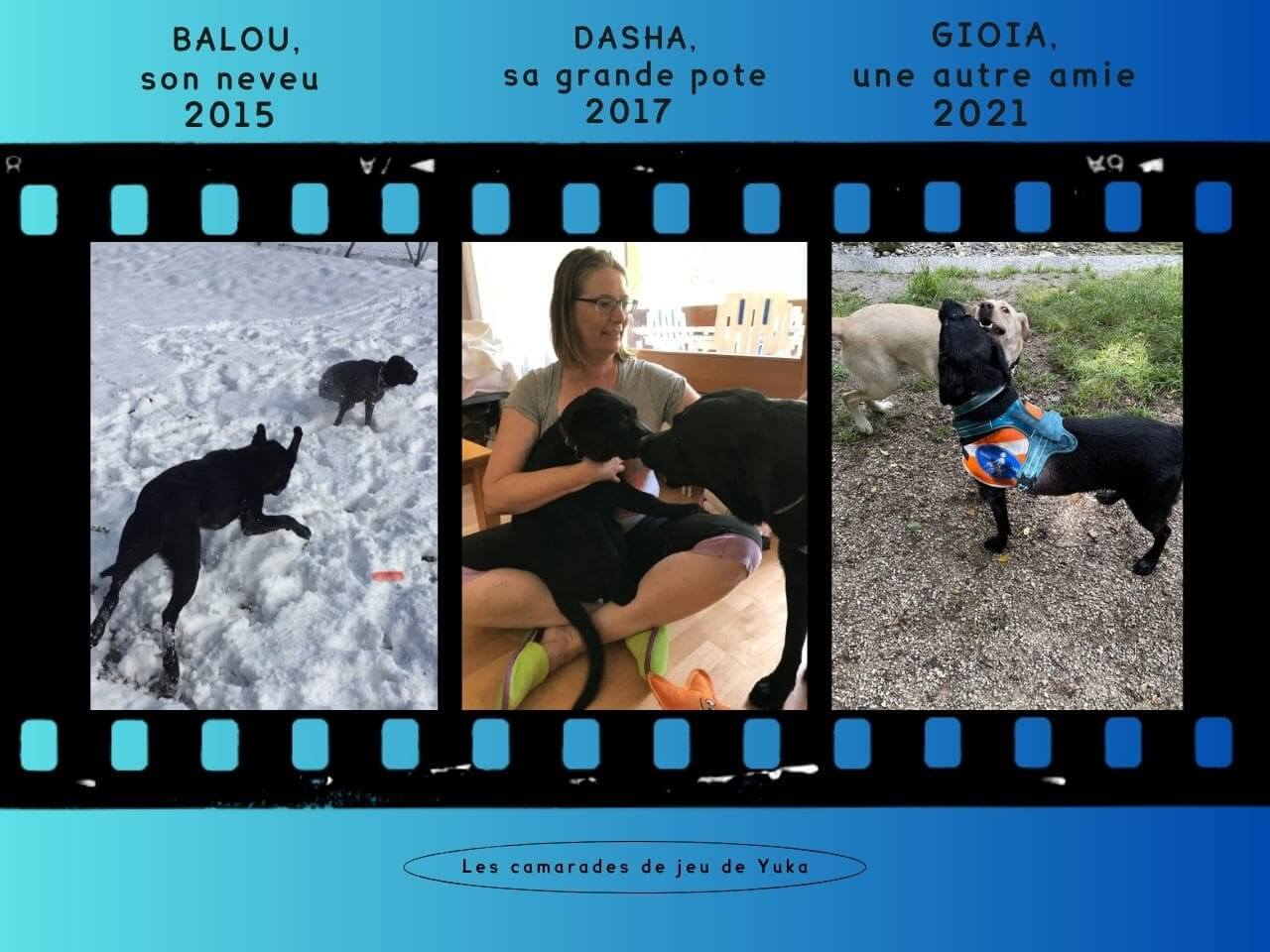 Un collage de 3 photos où ont voit Yuka en train de s'amuser avec 3 différents chiots en parrainage : Balou, Dasha et Gioia.