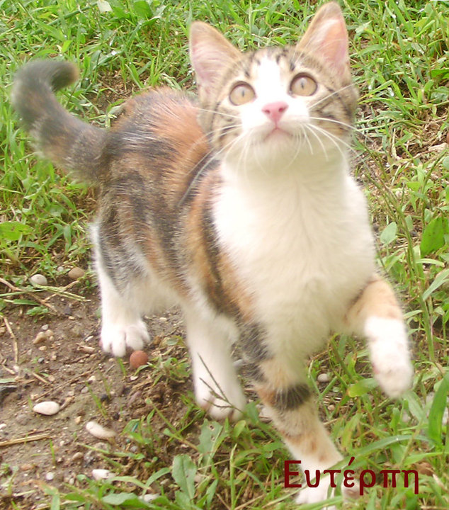 Euterpe, encore chaton, prise en photo dans un jardin