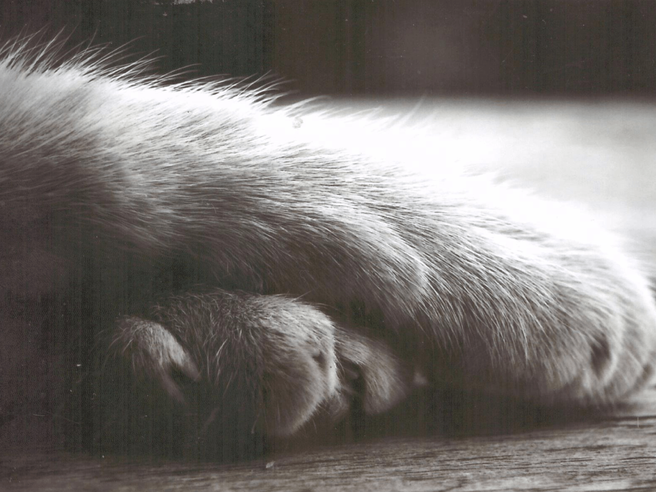 Une photographie en gros plan de la patte d'Euterpe, ma minette