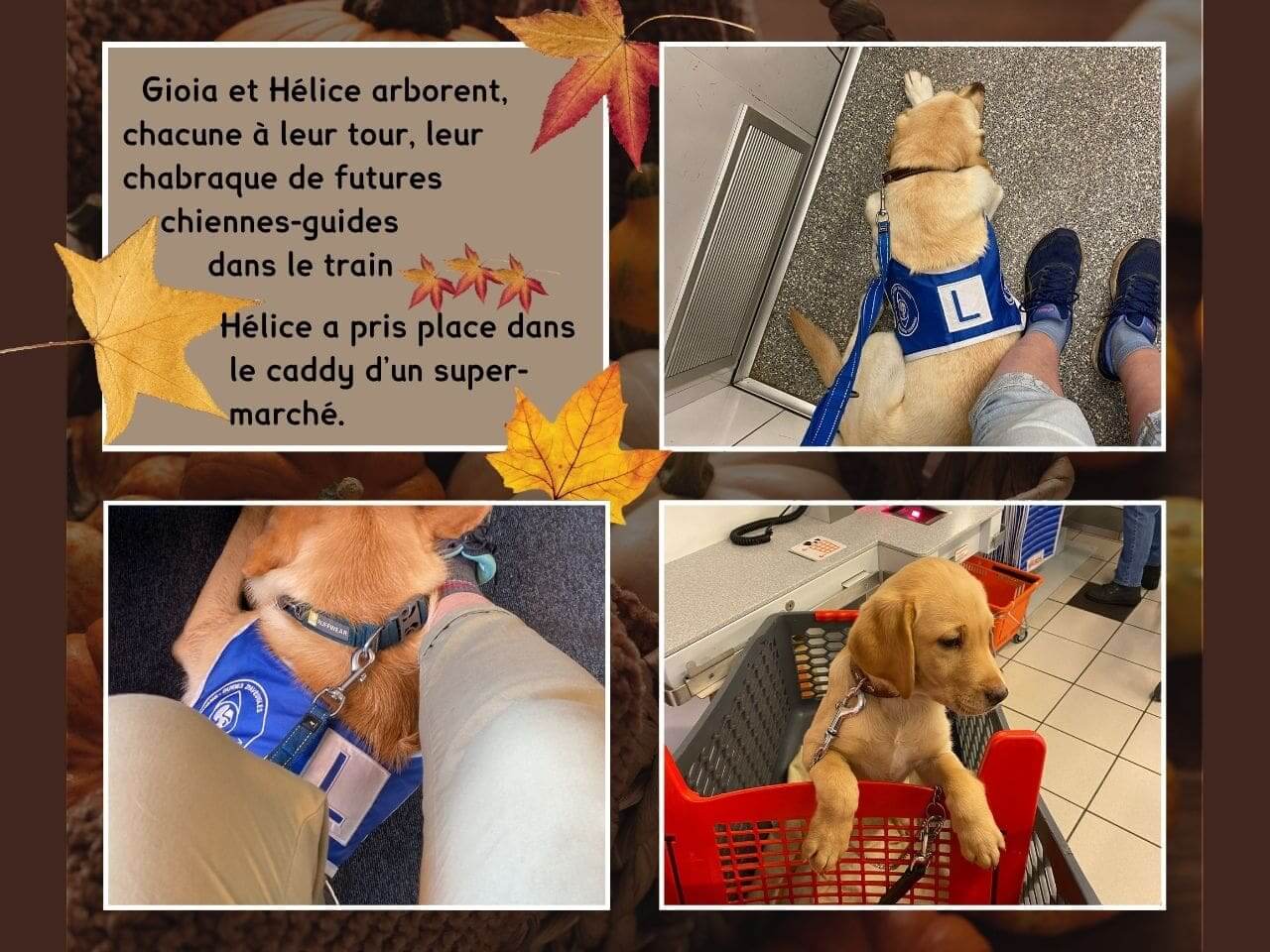 Un collage de 3 photos où on voit Gioia et Hélice portant leur chabraque de future chien-guide