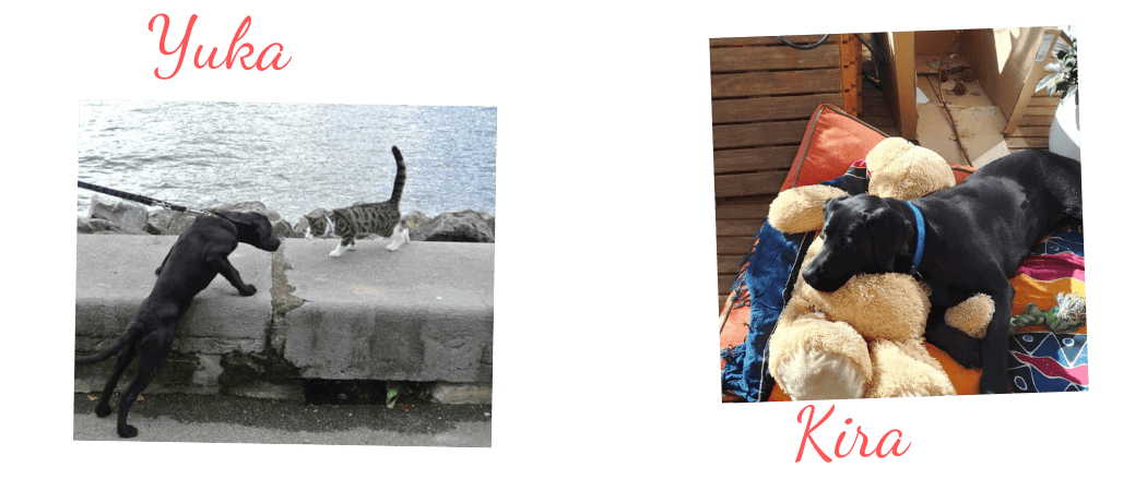 Une petite bannière dans laquelle nous voyons Yuka et Kira, toutes petites, lorsqu'elles étaient chacune dans leur famille de parrainage. Yuka, tire sur la laisse maintenue avec force, pour l'empêcher de courir sur un chat tigré qui semble bien curieux. Kira, quant à elle, dort sur un gros ours en peluche