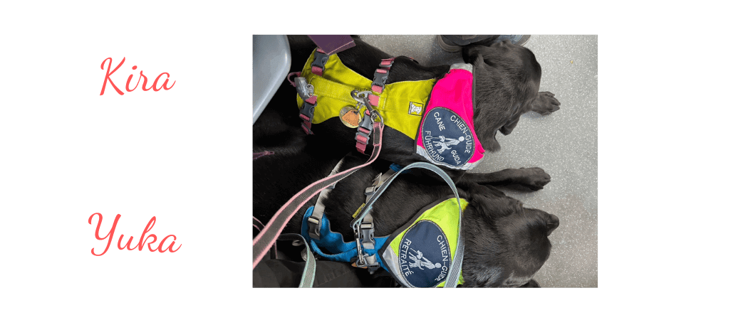 Une photo de Yuka et Kira couchée côte à côte, chacune avec un bandana. Sur le bandana jaune de Yuka, il y a un macaron avec le pictogramme d'un chien-guide et la mention «chien-guide retraité». Sur le bandana rose de Kira, il y a le même macaron avec la mention «chien-guide.»