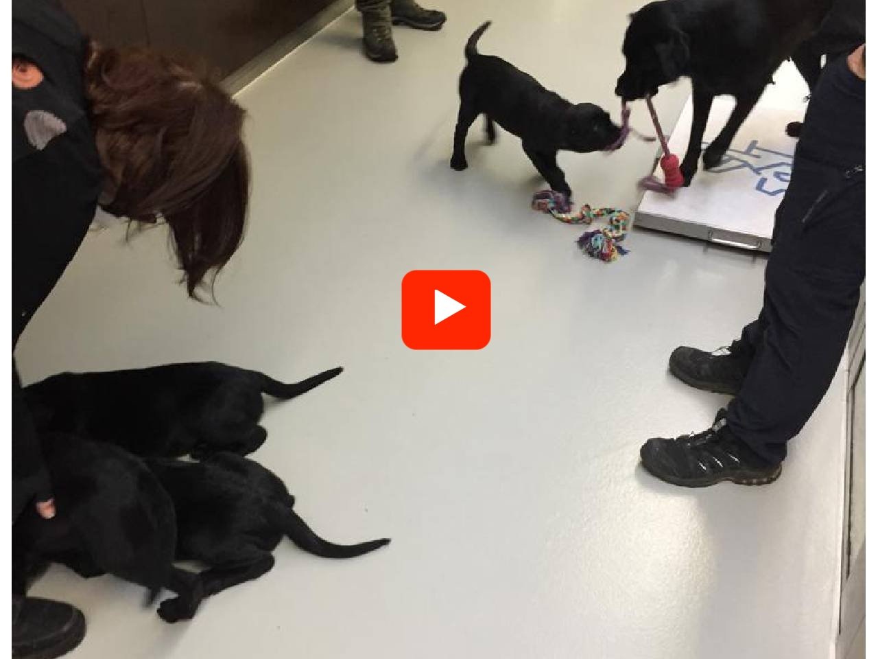 Une vidéo prise dans la nursery d'Allschwil