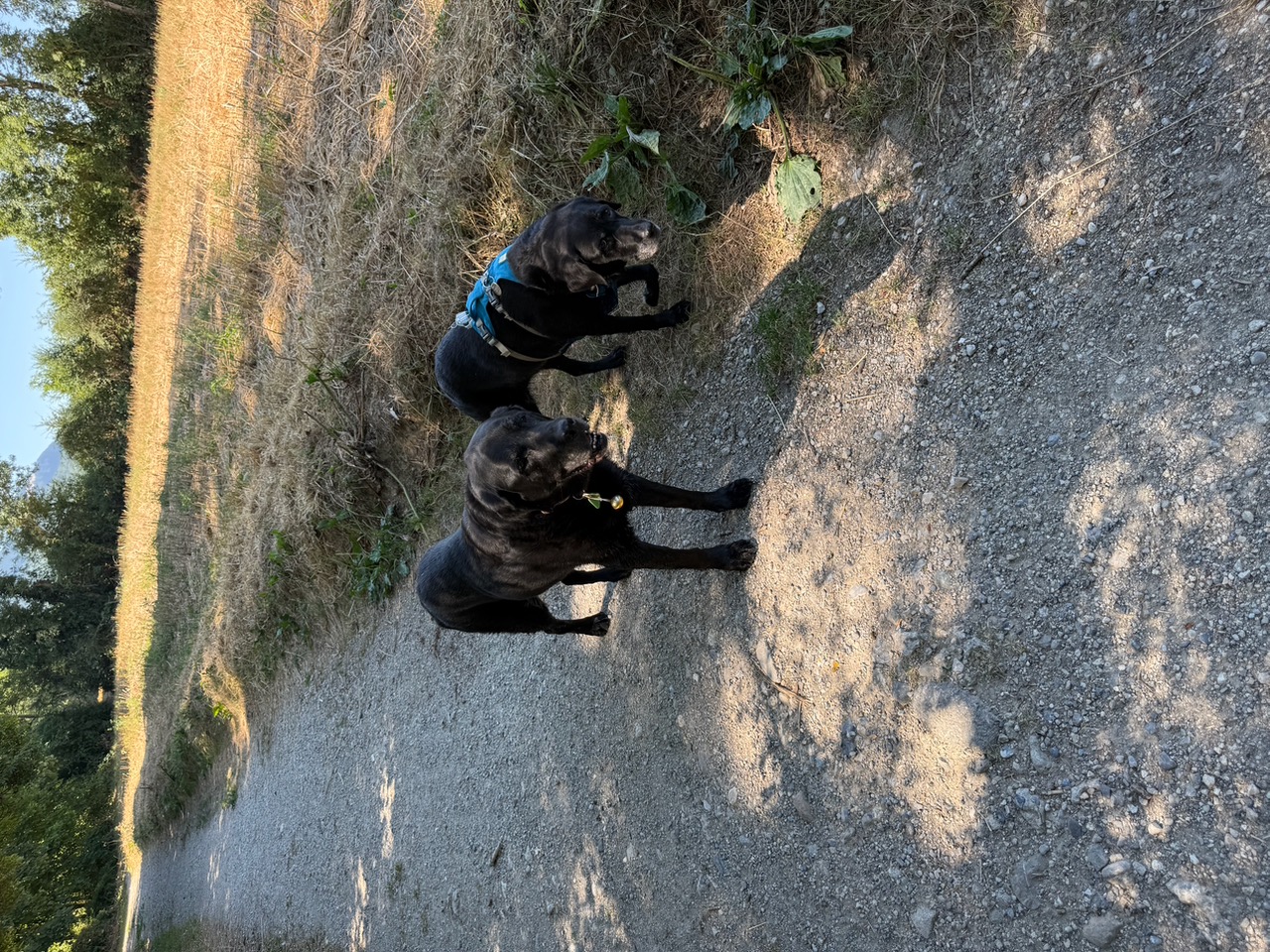 Une photo de Yuka qui vient de réussir son examen de chien-guide.